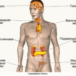 Эндокринная система