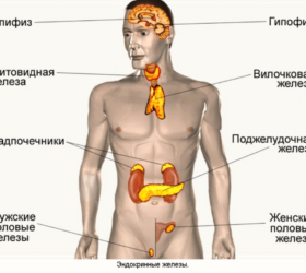 Эндокринная система
