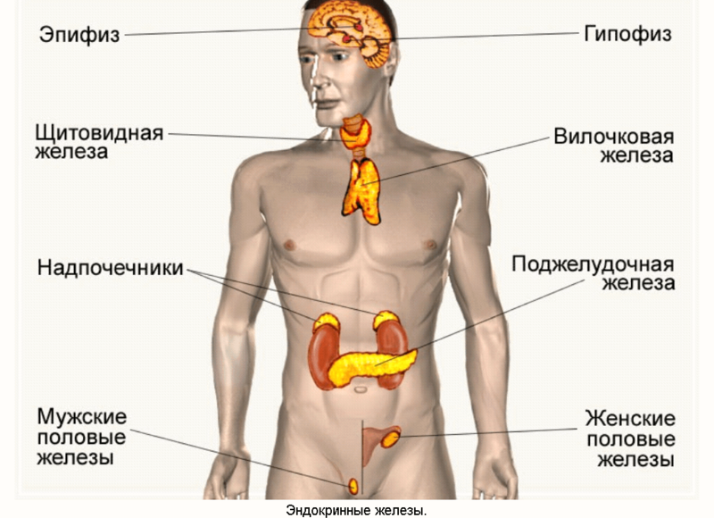 Эндокринная система