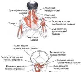 Сарвангасана